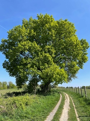 Weg mit Baum