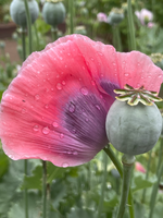 Mohnblume mit Kapsel Mohnblume mit Kapsel
