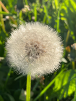 Pusteblume Pusteblume
