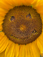 Sonneblume Smilie Sonneblume Smilie